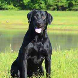 Nene - Labrador Retriever
