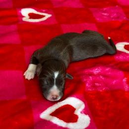 Samuel - Red male Border Collie puppy in Hartsville, South Carolina from Wiggles 4 Life