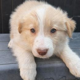 Cheesecake - White and gold female Border Collie puppy in Mckinney, Texas from Border Collies of Ruidoso