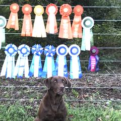 Labrador Retrievers from Cody Sullivan
