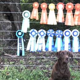 Labrador Retrievers from Cody Sullivan