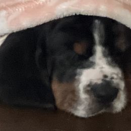 Black Boy 2 European - Basset Hound puppy in Waukegan, Illinois from Rolling and Howling Basset Hounds and Dachshunds