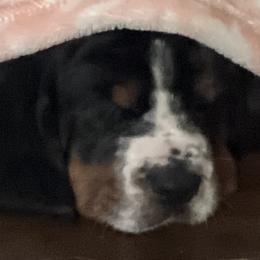 Black Boy 2 European - Basset Hound puppy in Waukegan, Illinois from Rolling and Howling Basset Hounds and Dachshunds