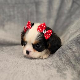 Freya - Tri-color female Cavalier King Charles Spaniel puppy in Romeoville, Illinois from KonopkaKennelsLLC