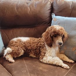 Poodles from Tales Of Joy