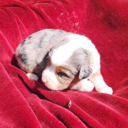 Boss Hogg - Blue merle male Australian Shepherd puppy in Blairsville, Georgia from Georgia Peach Aussies