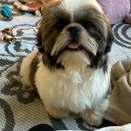 Scout - Gold and white male Shih Tzu puppy in Port Orchard, Washington from Bayview Shih Tzu