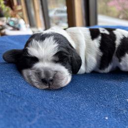 Cali - Tri-Roan female English Springer Spaniel puppy in Robesonia, Pennsylvania from Rogue Mountain Manor