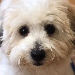 Cotons de Tulear and Dutch Shepherds from Early Bird Kennels