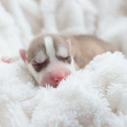 Ollie - Red and white male Siberian Husky puppy in Bly, Oregon from Hill Top Huskies