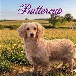 Buttercup - Dachshund