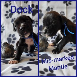 Boy 1 - Great Dane puppy in Gonzales, Louisiana from Anstatt House Of Danes