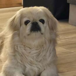 Bella - Pekingese