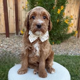 Blaze - Apricot male Goldendoodle puppy in Las Vegas, Nevada from Bridges Goldendoodles