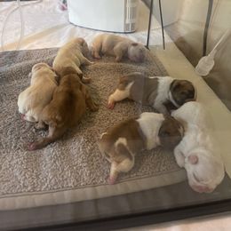 French Bulldog Puppies from Letitia's French Bulldogs