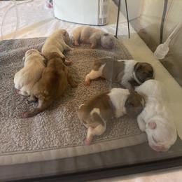 French Bulldog Puppies from Letitia's French Bulldogs