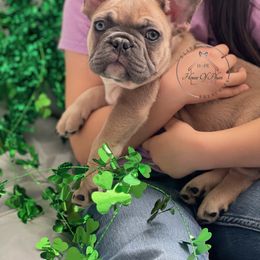 French Bulldog Puppies from House Of Phan Elite Frenchies