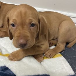 Girl 3 - Vizsla puppy in Suffolk, Virginia from JC Vizsla’s