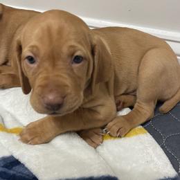 Girl 3 - Vizsla puppy in Suffolk, Virginia from JC Vizsla’s