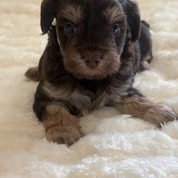 Coral - Chocolate female Yorkipoo puppy in San Antonio, Texas from Sweet as dessert puppies