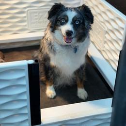 Lulu - Miniature Australian Shepherd