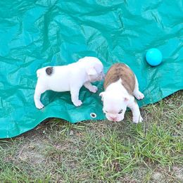 Bulldog Puppies from Chief Bulldogs