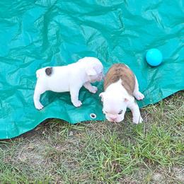 Bulldog Puppies from Chief Bulldogs