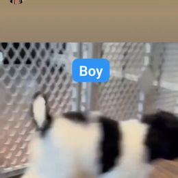 Goldendoodle and Poodle Puppies from Elizabeth Rocha's Doodles