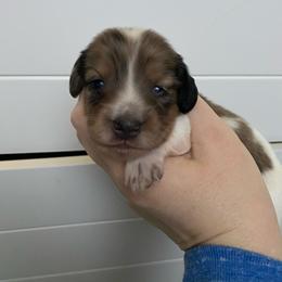 Ollie- Jolene - Black and cream female Dachshund puppy in Wolf Lake, Indiana from Canisteo Dachshunds
