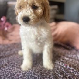Joey Caruso (brown) - Parti male Goldendoodle puppy in Fayettville Ar, Arkansas from Ozark Bulldogs and doodles