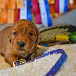 Golden Retriever Puppies from Red Prairie Retrievers