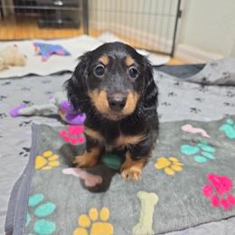 Yazmin - Black and tan female Dachshund puppy in Dade City, Florida from Kingpindoxies