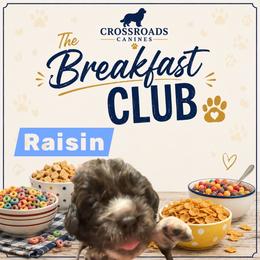 Raisin - Brown male Newfoundland puppy in Saukville, Wisconsin from Crossroads Canines ~ Newfoundland Dogs