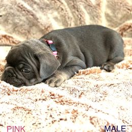 French Bulldog Puppies from Copa Frenchies