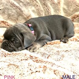 French Bulldog Puppies from Copa Frenchies