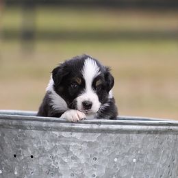 Chill - Black tri-color male Australian Shepherd puppy in Springville, Alabama from Cross Creek Aussies