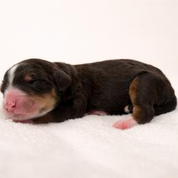 Truffle - Tri-color female Bernedoodle puppy in Temecula, California from Country Hills Doodles