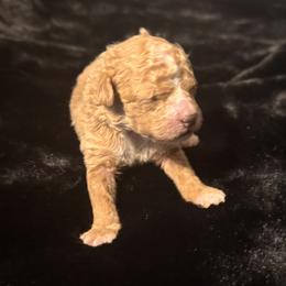 Lily - Apricot female Maltipoo puppy in Greenfield, Iowa from Sugar Plum Puppies