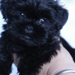 Affenpinscher and Lagotto Romagnolo Puppies from Skyfall and Morena