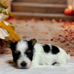 Millie 5200 - Black tan and white female Biewer Terrier puppy in Nicholls, Georgia from Southeast Biewers