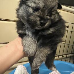 Girl 1 - Black and brindle female Pomeranian puppy in Columbus, Georgia from Junie’s Poms