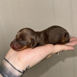 Walter - Chocolate and tan male Dachshund puppy in Augusta, Georgia from Cherokee Hill Dachshunds