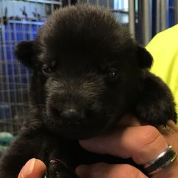 Girl 1 - German Shepherd puppy in Mount Airy, Maryland from Vereinigte Stolz Schaferhund