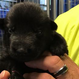 Girl 1 - German Shepherd puppy in Mount Airy, Maryland from Vereinigte Stolz Schaferhund