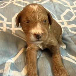 Lime green collar - Red  male Goldendoodle puppy in Maumee, Ohio from Bell's Doodles