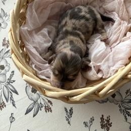 Mr Waffles - Dapple male Dachshund puppy in Mesa, Arizona from Schmidt’s Doxies N Doodles