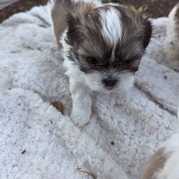 Shih Tzu Puppies from We Shih Tzu Not!
