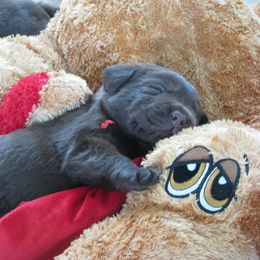 Labrador Retriever Puppies from Lands End Labradors