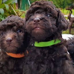 Maltipoos and Poodles from House of Angiel's