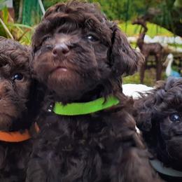Maltipoos and Poodles from House of Angiel's